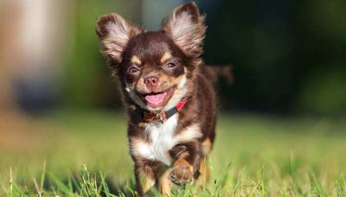 perro pequeño caminando en la yerba