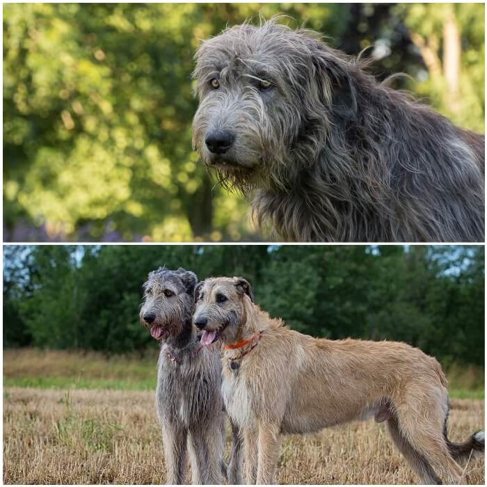 perro sabueso lobero irlandés