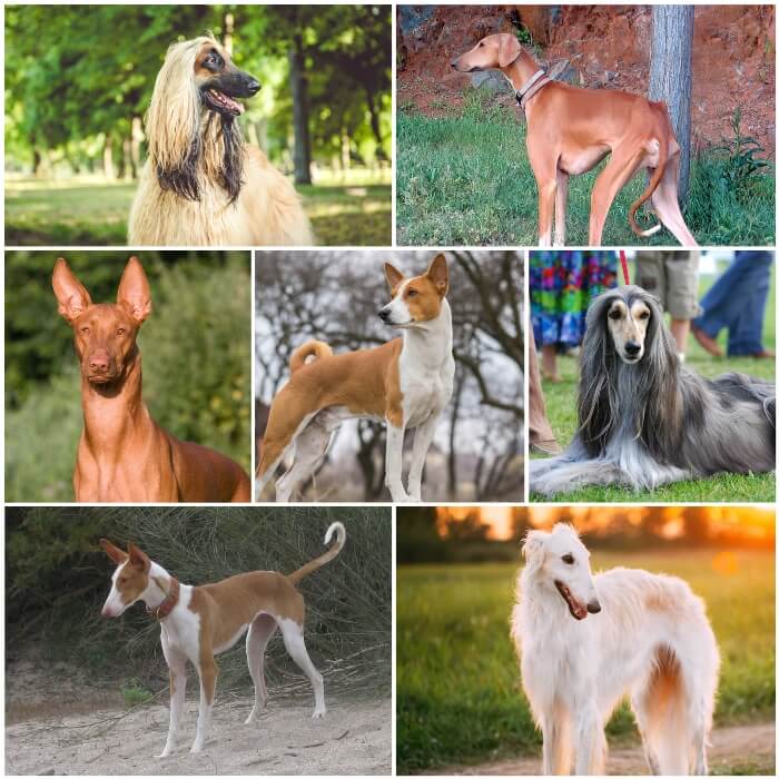 collage de perros sabuesos tipo lebrel