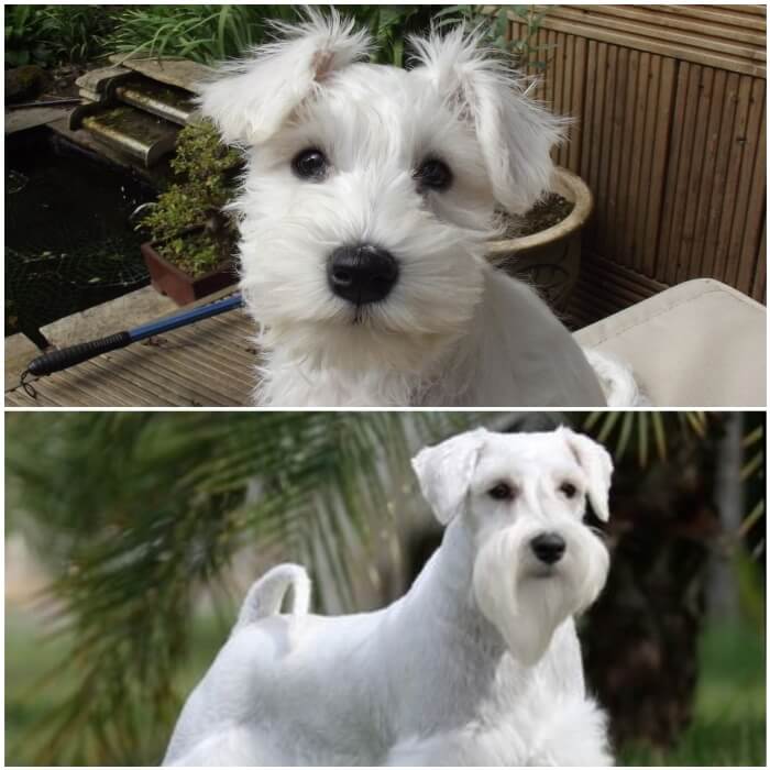 perro schnauzer miniatura blanco