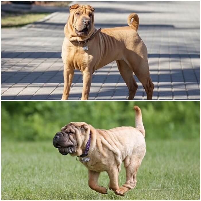 Perro shar pei chino y shar pei americano