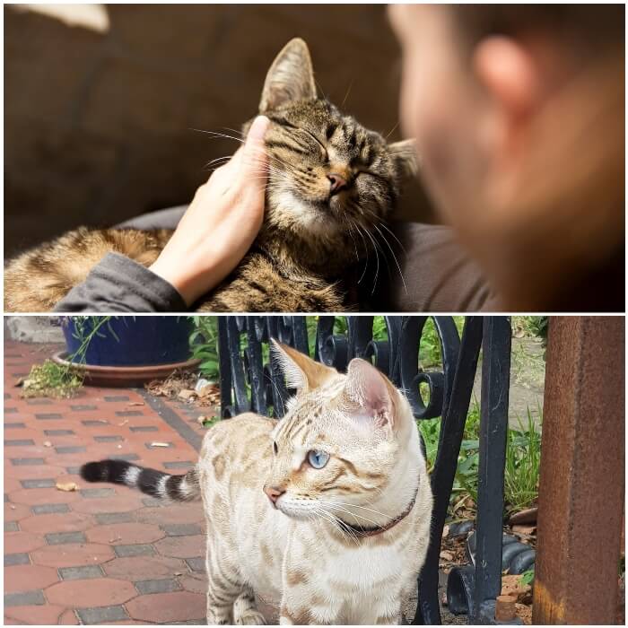 persona acariciando un gato