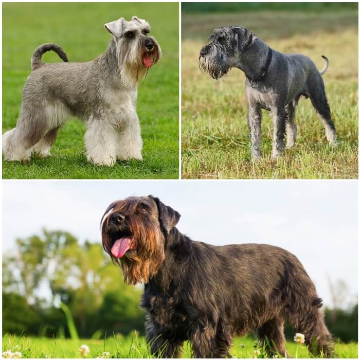 perros schnauzer de tamaño medio