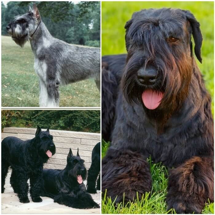 schnauzers gigantes