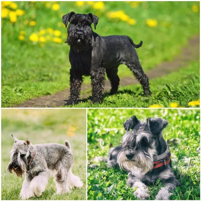 schnauzer miniaturas de varios colores