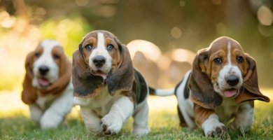 perros sabueso caminando en la hierba