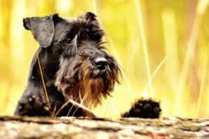 schnauzer negro barbudo