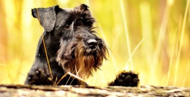 schnauzer negro barbudo