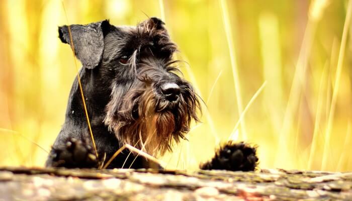 schnauzer negro barbudo