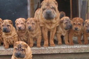 familia de shar peis