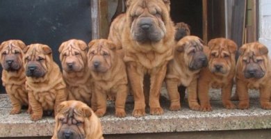 familia de shar peis