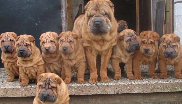 familia de shar peis