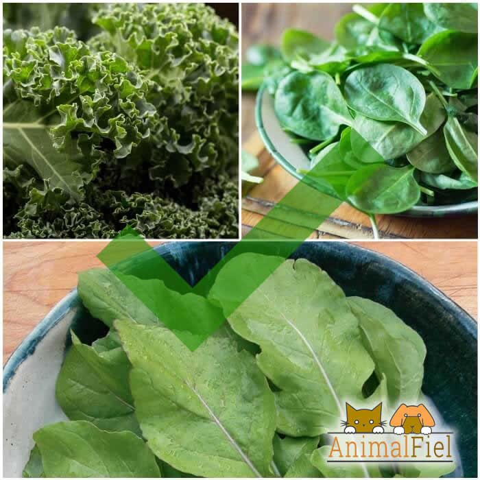 diferentes verduras de hoja verde