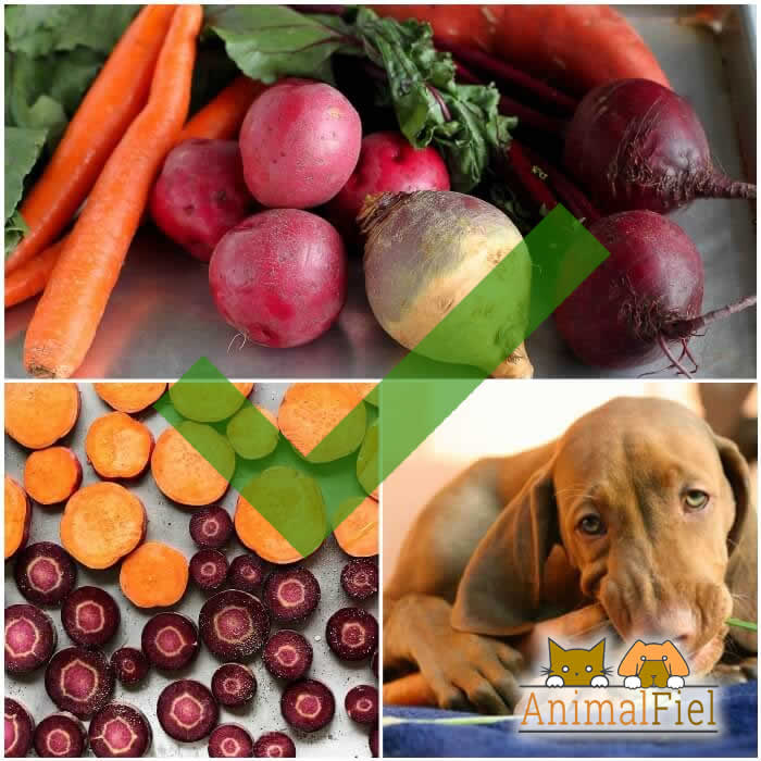 Silla perdonar ola Qué Frutas y Verduras Puede Comer un Perro [Cuáles Están Prohibidas]