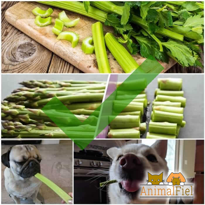 perros comiendo apio y espárrago