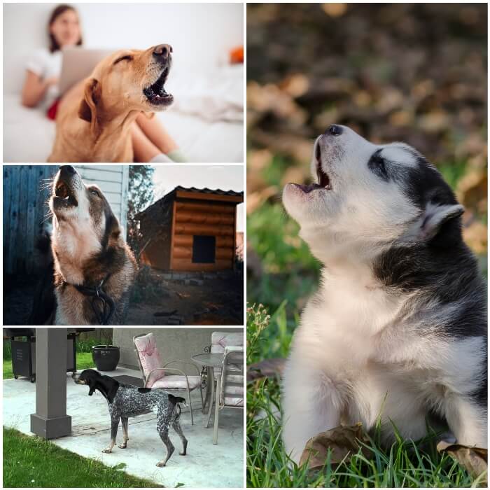 cachorro aullando sobre la hierba