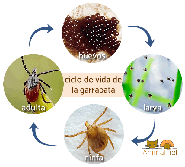 representación del ciclo de vida de la garrapata