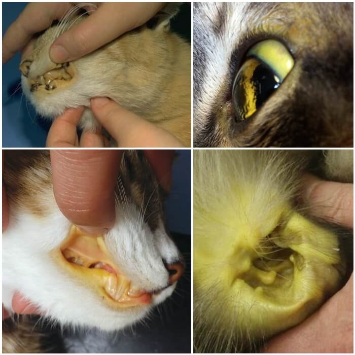 gato con color amarillo en ojos, mucosas y piel