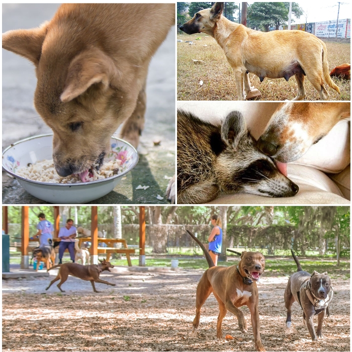 perros jugando al aire libre