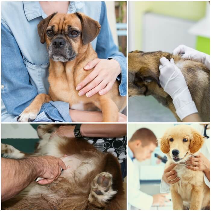 dueño revisando el cuerpo de su perro