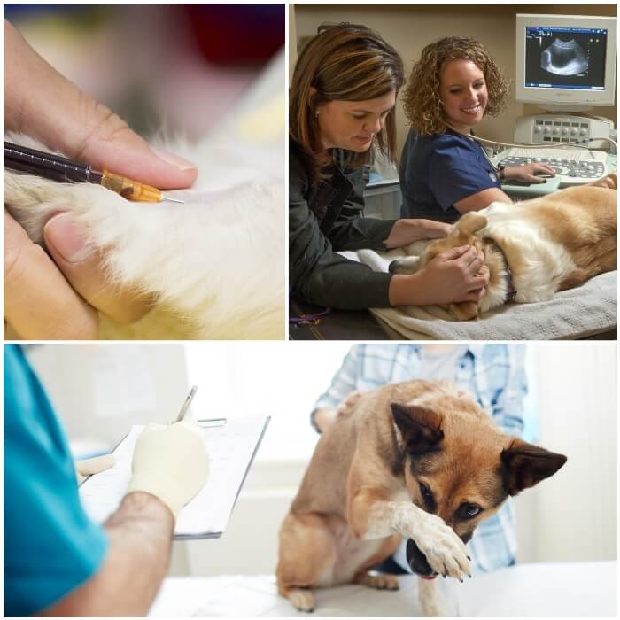 perro siendo examinado por el veterinario