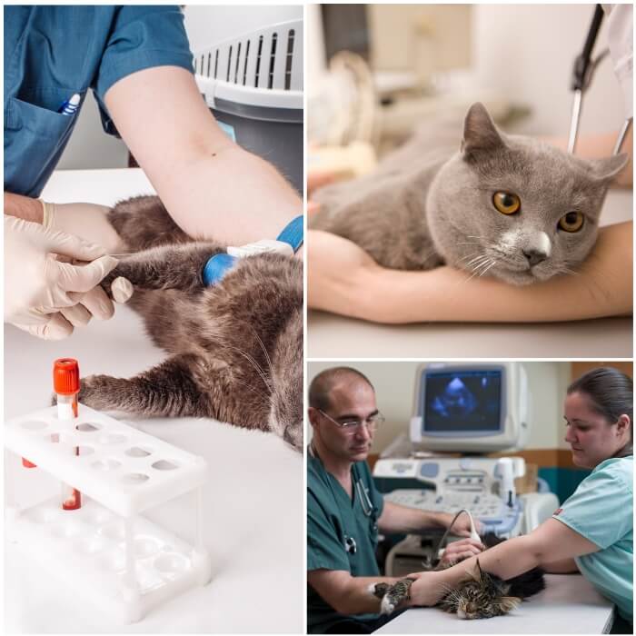 gato en la consulta del veterinario