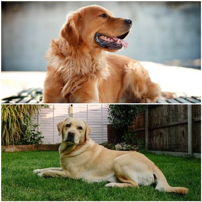 imagen comparativa entre golden retriever y labrador