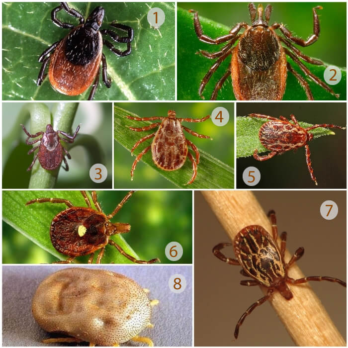 8 especies diferentes de garrapatas