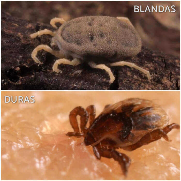 imagen comparativa entre garrapatas duras y blandas