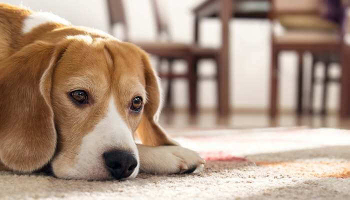 perro cabizbajo en el suelo