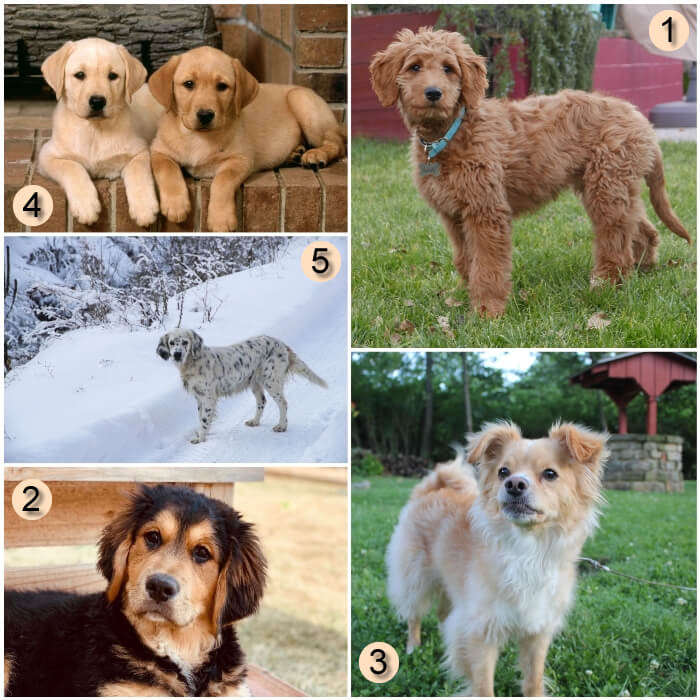 selección de golden retrievers mixtos