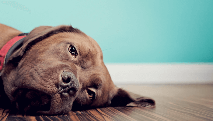 perro con mirada triste acostado en el suelo