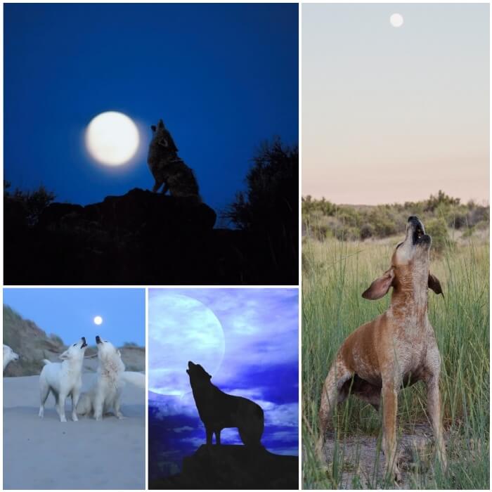 perro que aúlla a la luna de noche