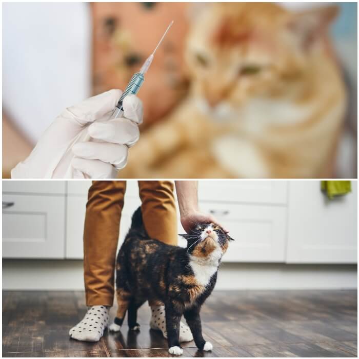 gato en la consulta del veterinario