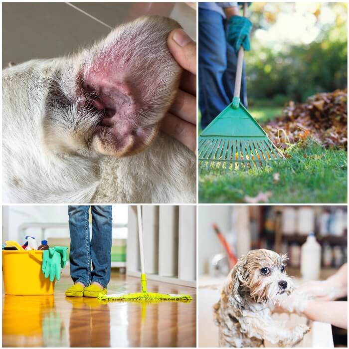 persona higienizando el hogar y su perro