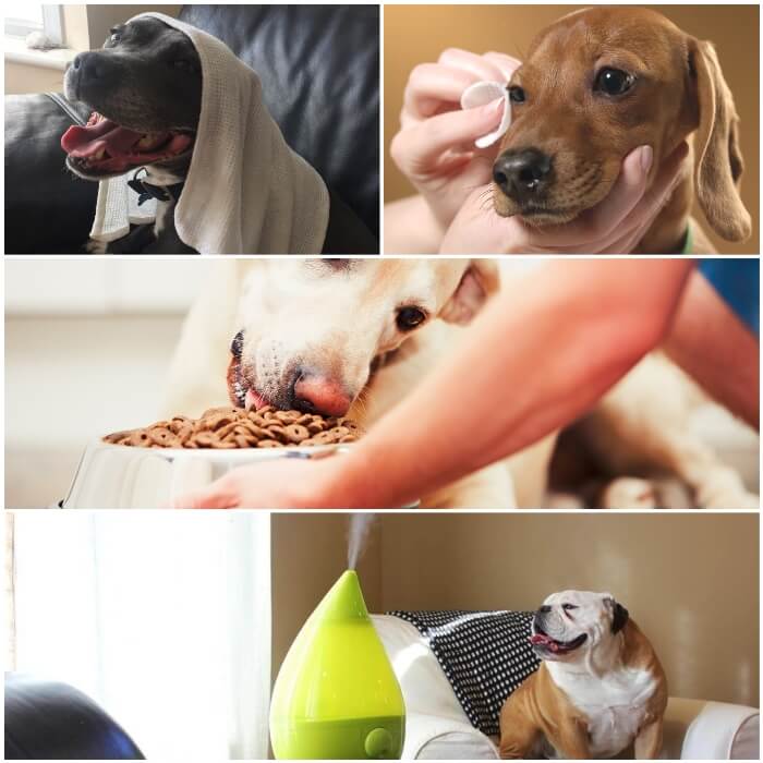 perro cubierto con una toalla húmeda