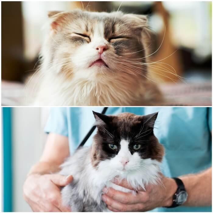 gato siendo examinado por el veterinario