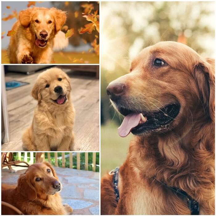 golden retrievers de capa dorada intensa