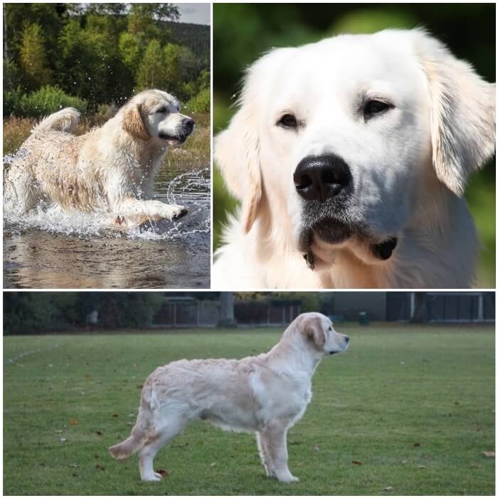 golden retriever de color crema exuberante