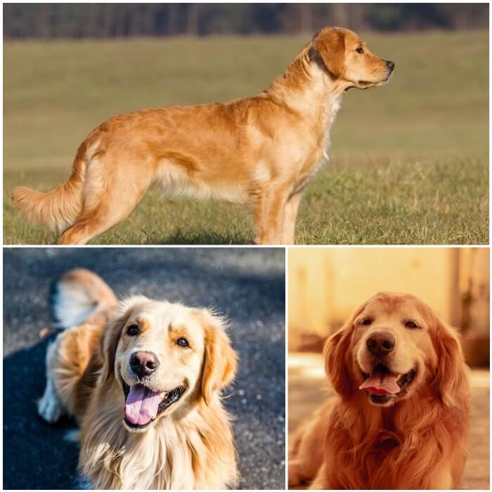 perro golden retriever de capa dorada brillante