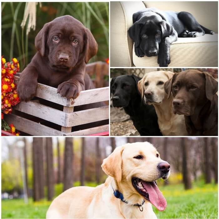 perros labradores de diferentes colores y tamaños