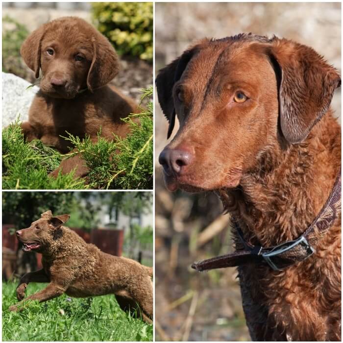 retriever de Chesapeake de color marrón intenso