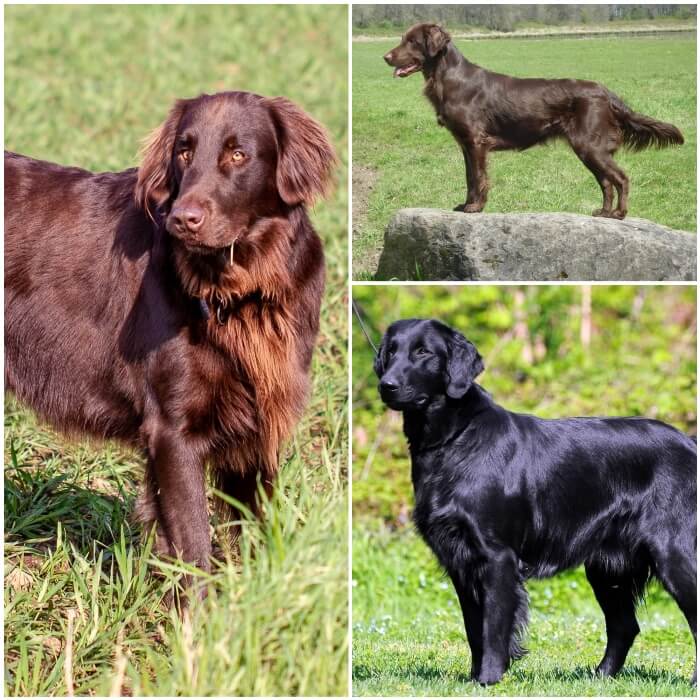 tres retrievers de pelo liso hermoso