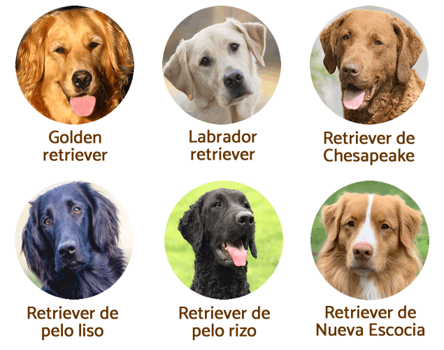 recuadro con los 6 tipos de retrievers