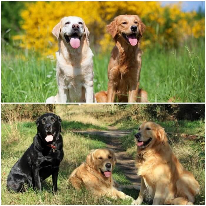 grupo de diferentes perros retrievers