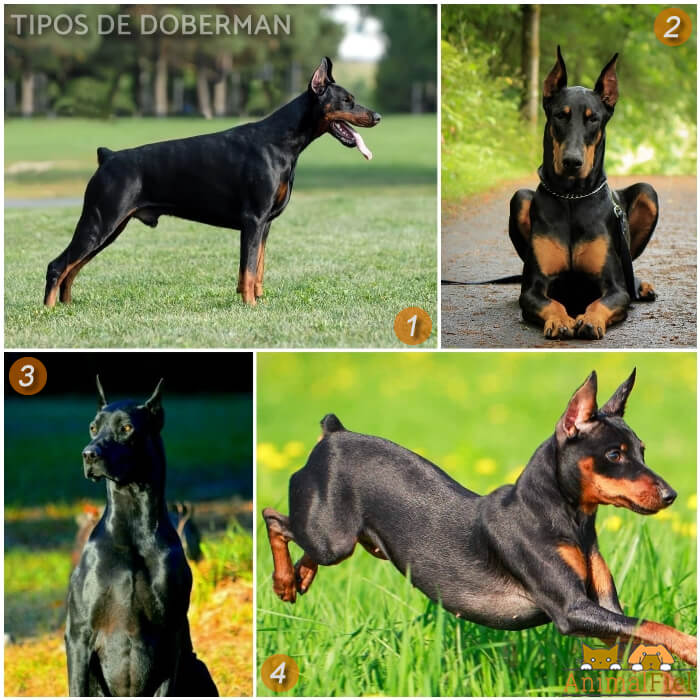 diferentes perros doberman