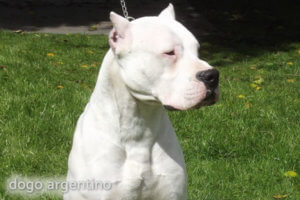 dogo argentino blanco