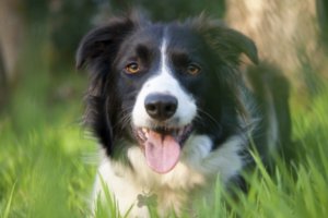 perro border collie entre la hierba