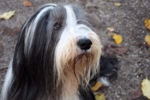 collie barbudo con pelaje bicolor