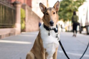 collie de pelo corto sentado en la calle